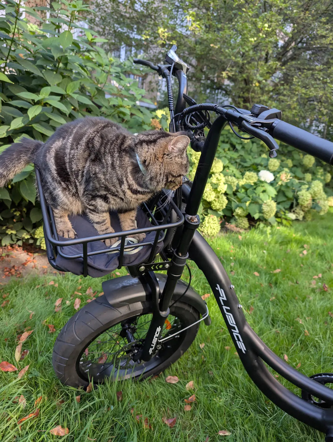 Un chat installé dans le panier avant du vélo